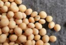 Can soybeans really be heart healthy?