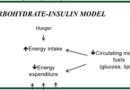 The Carbohydrate Insulin Model of Obesity
